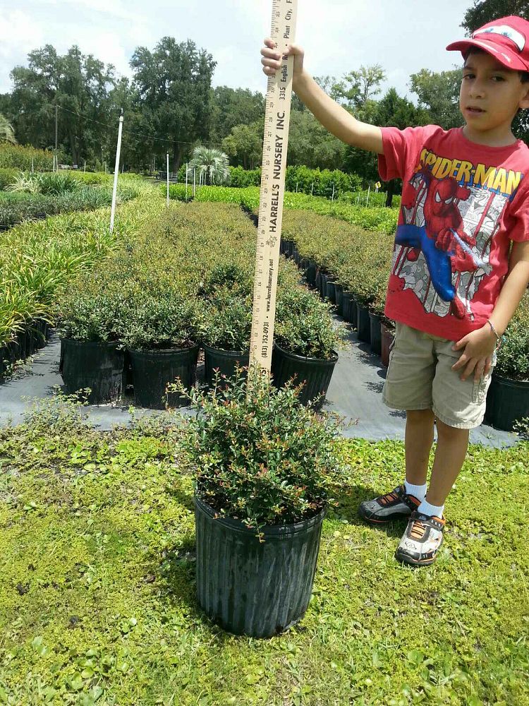 ilex-vomitoria-schillings-yaupon-holly-ilex-vomitoria-stokes-dwarf
