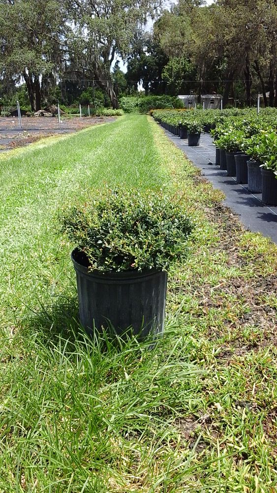 ilex-vomitoria-schillings-yaupon-holly-ilex-vomitoria-stokes-dwarf