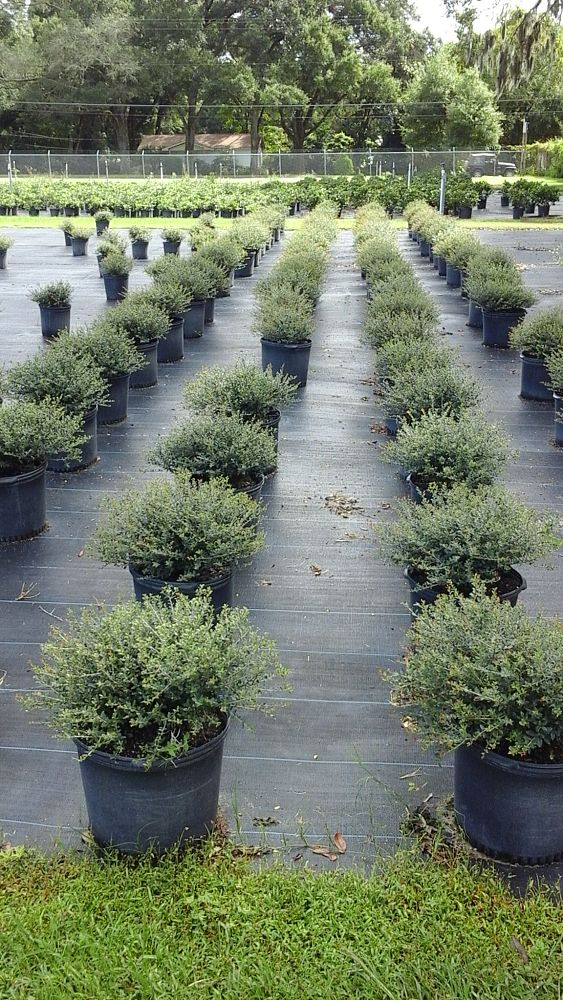 ilex-vomitoria-schillings-yaupon-holly-ilex-vomitoria-stokes-dwarf