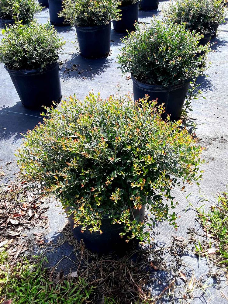 ilex-vomitoria-schillings-yaupon-holly-ilex-vomitoria-stokes-dwarf