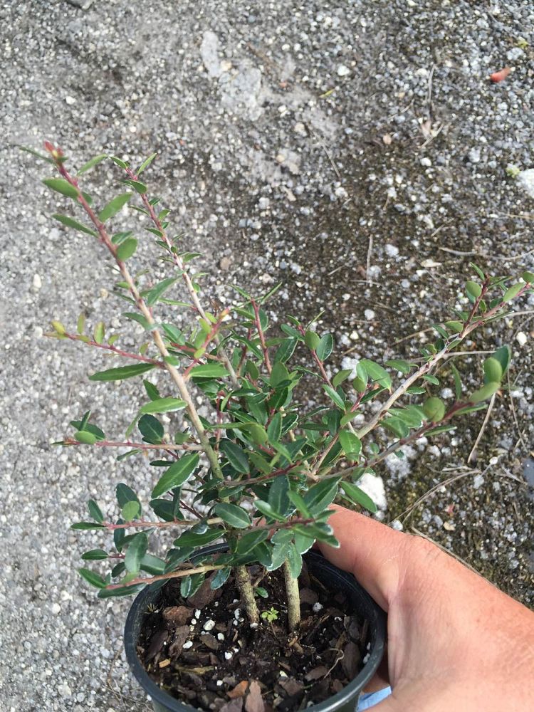 ilex-vomitoria-schillings-yaupon-holly-ilex-vomitoria-stokes-dwarf