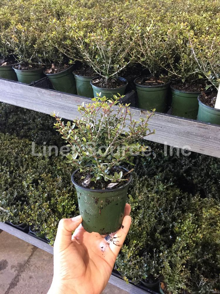 ilex-vomitoria-schillings-yaupon-holly-ilex-vomitoria-stokes-dwarf