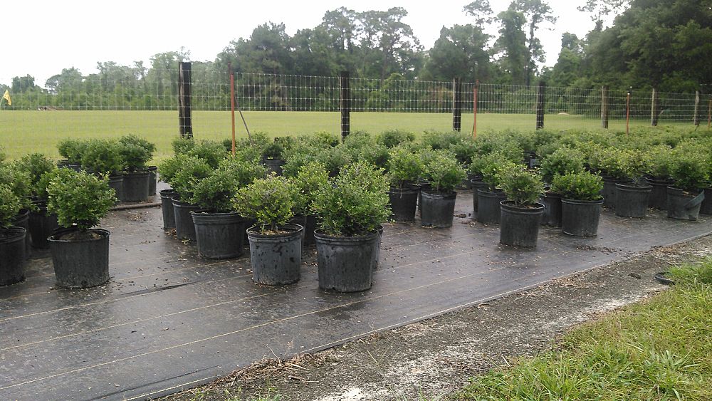 ilex-vomitoria-schillings-yaupon-holly-ilex-vomitoria-stokes-dwarf