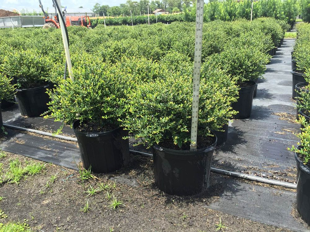 ilex-vomitoria-schillings-yaupon-holly-ilex-vomitoria-stokes-dwarf