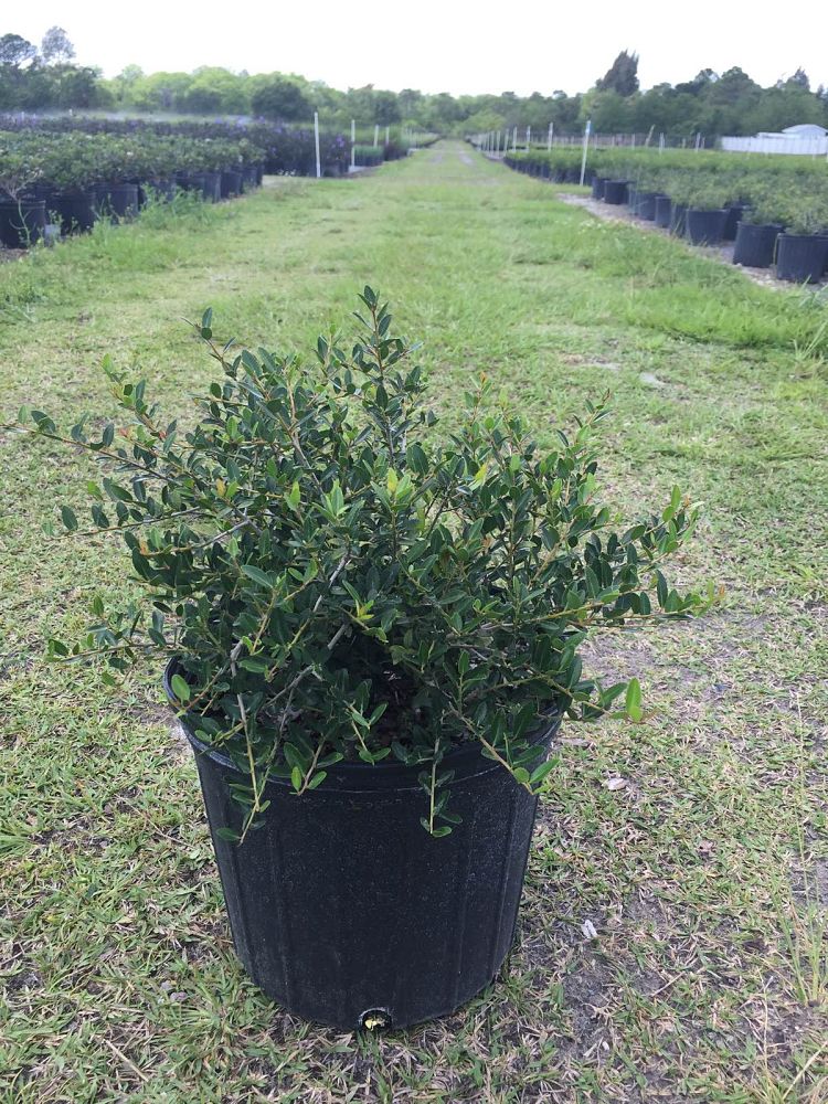 ilex-vomitoria-schillings-yaupon-holly-ilex-vomitoria-stokes-dwarf