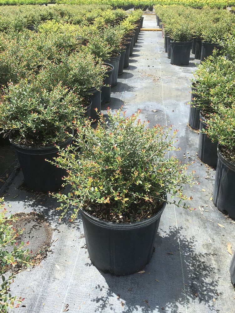 ilex-vomitoria-schillings-yaupon-holly-ilex-vomitoria-stokes-dwarf