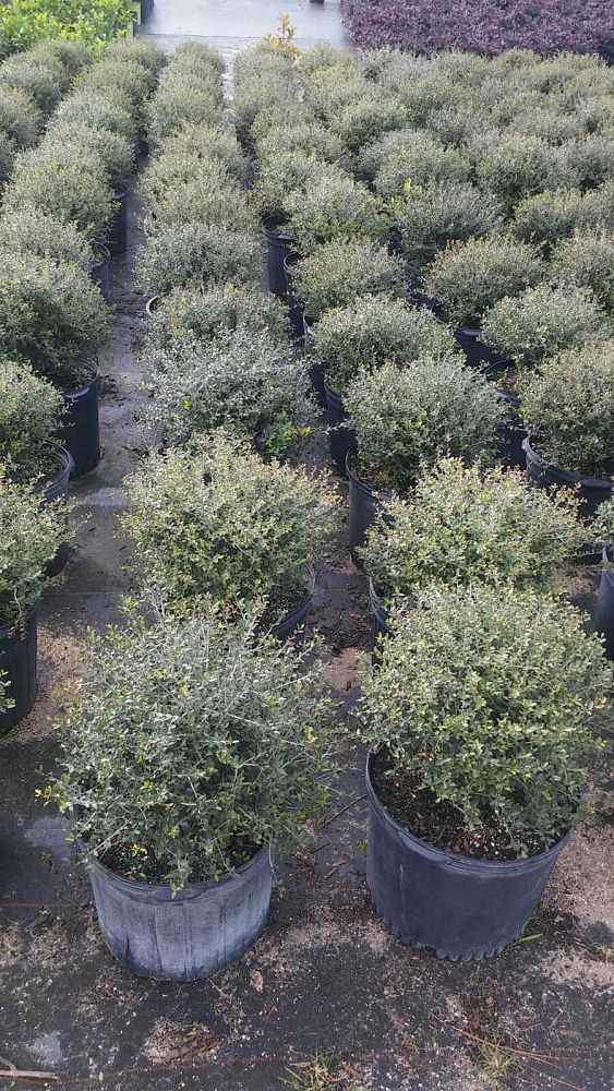 ilex-vomitoria-schillings-yaupon-holly-ilex-vomitoria-stokes-dwarf