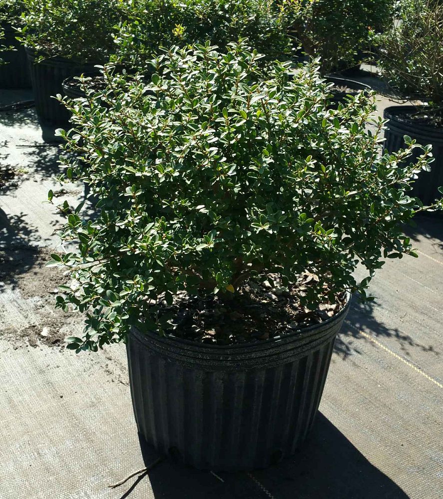ilex-vomitoria-schillings-yaupon-holly-ilex-vomitoria-stokes-dwarf