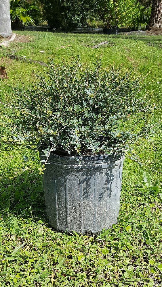 ilex-vomitoria-schillings-yaupon-holly-ilex-vomitoria-stokes-dwarf