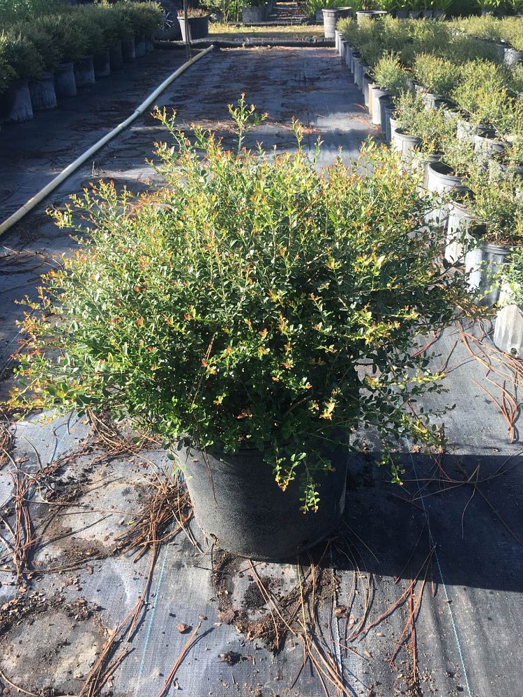 ilex-vomitoria-schillings-yaupon-holly-ilex-vomitoria-stokes-dwarf