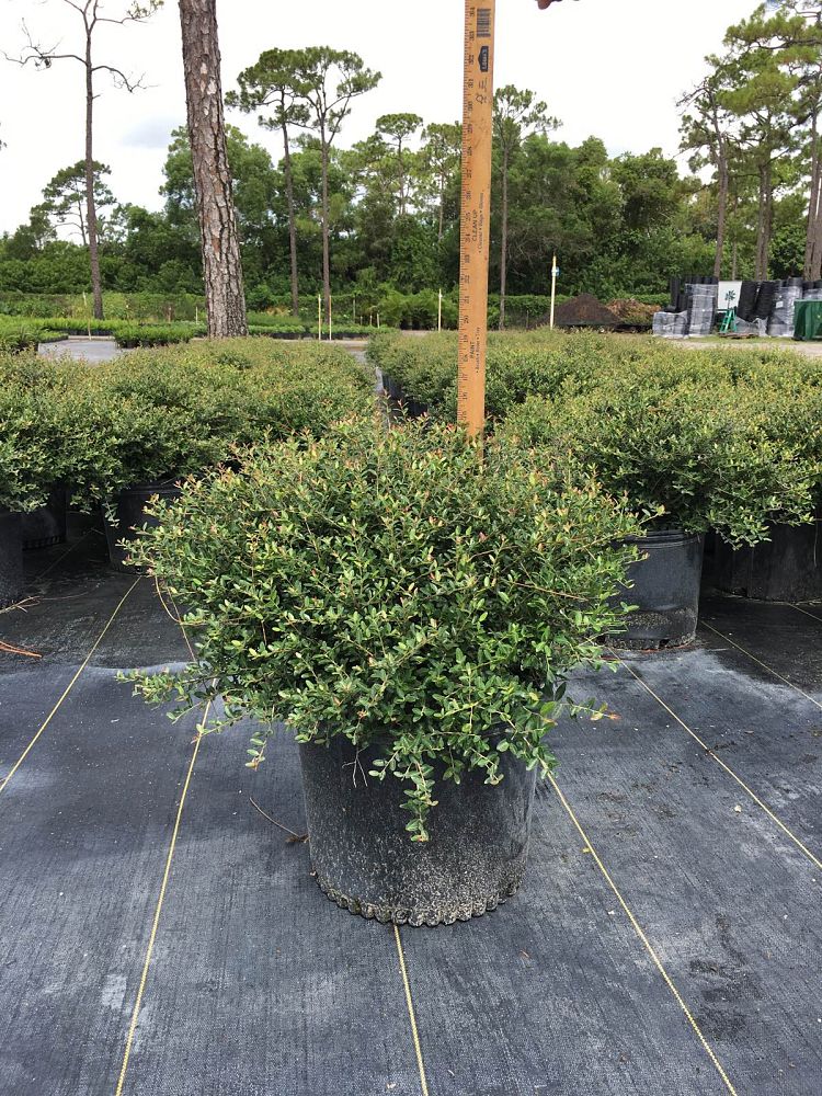 ilex-vomitoria-schillings-yaupon-holly-ilex-vomitoria-stokes-dwarf