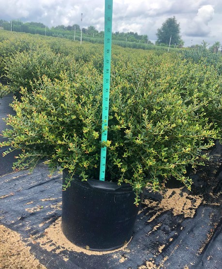 ilex-vomitoria-schillings-yaupon-holly-ilex-vomitoria-stokes-dwarf