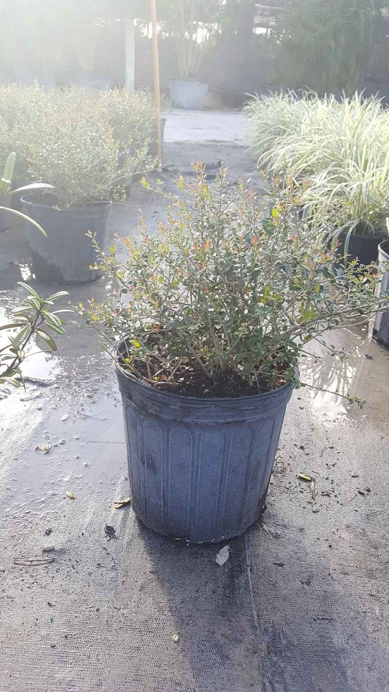 ilex-vomitoria-schillings-yaupon-holly-ilex-vomitoria-stokes-dwarf