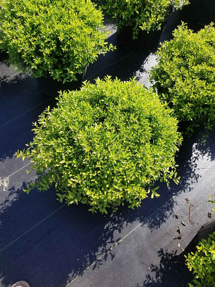 ilex-vomitoria-schillings-yaupon-holly-ilex-vomitoria-stokes-dwarf
