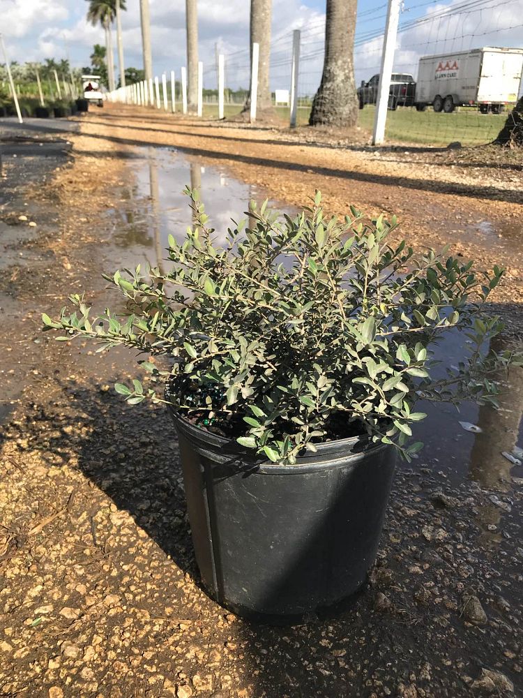 ilex-vomitoria-schillings-yaupon-holly-ilex-vomitoria-stokes-dwarf