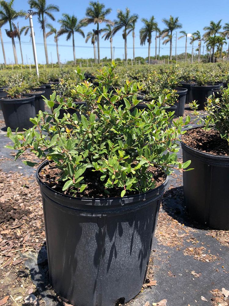 ilex-vomitoria-schillings-yaupon-holly-ilex-vomitoria-stokes-dwarf