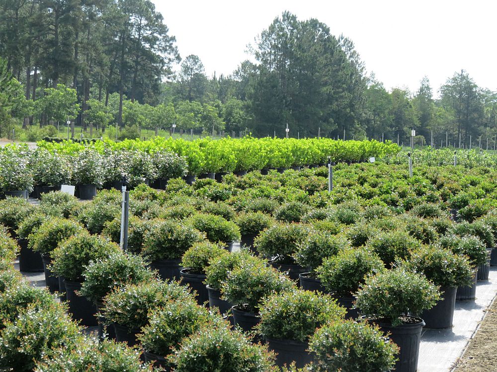 ilex-vomitoria-schillings-yaupon-holly-ilex-vomitoria-stokes-dwarf
