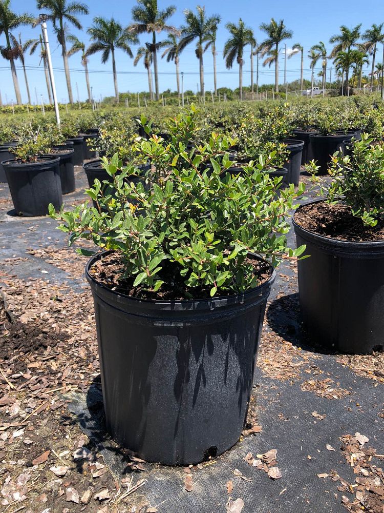 ilex-vomitoria-schillings-yaupon-holly-ilex-vomitoria-stokes-dwarf