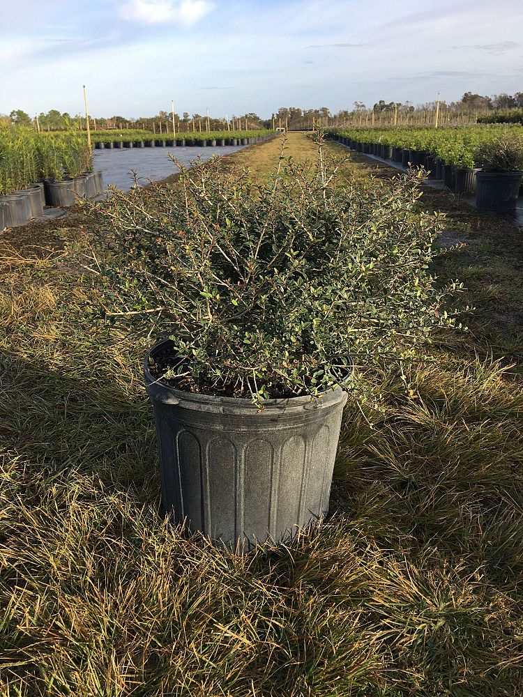 ilex-vomitoria-schillings-yaupon-holly-ilex-vomitoria-stokes-dwarf