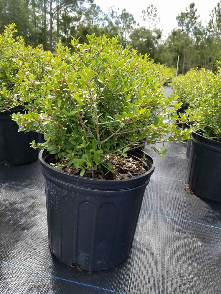 ilex-vomitoria-schillings-yaupon-holly-ilex-vomitoria-stokes-dwarf