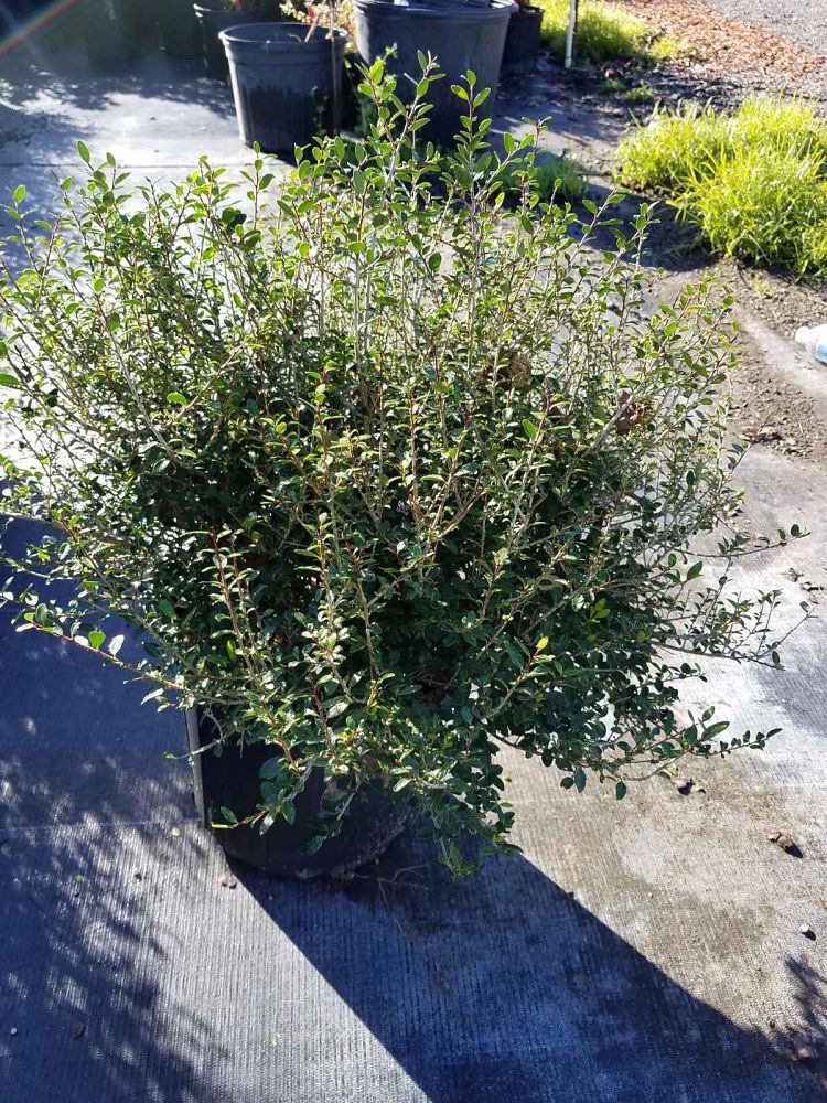ilex-vomitoria-schillings-yaupon-holly-ilex-vomitoria-stokes-dwarf