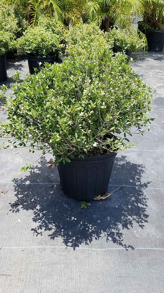 ilex-vomitoria-schillings-yaupon-holly-ilex-vomitoria-stokes-dwarf