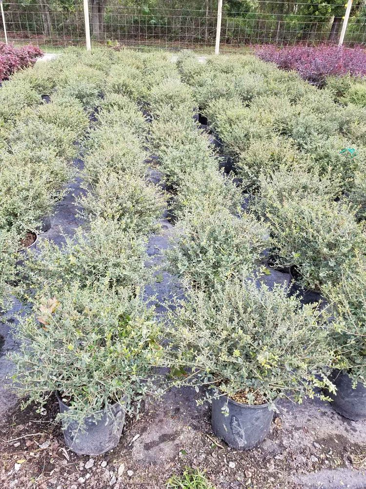 ilex-vomitoria-schillings-yaupon-holly-ilex-vomitoria-stokes-dwarf