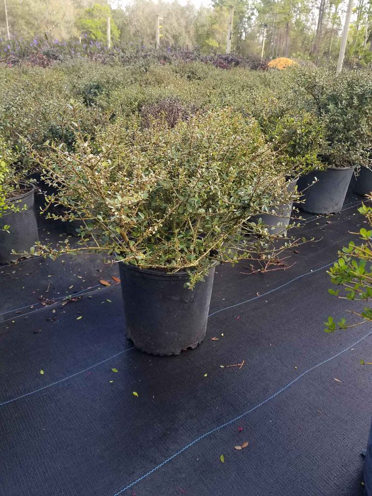 ilex-vomitoria-schillings-yaupon-holly-ilex-vomitoria-stokes-dwarf