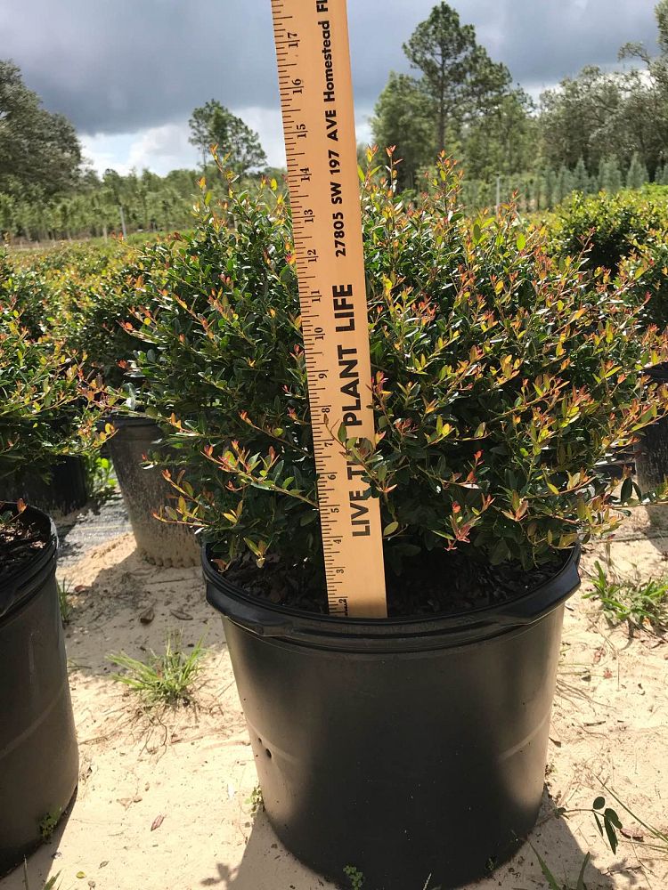 ilex-vomitoria-schillings-yaupon-holly-ilex-vomitoria-stokes-dwarf
