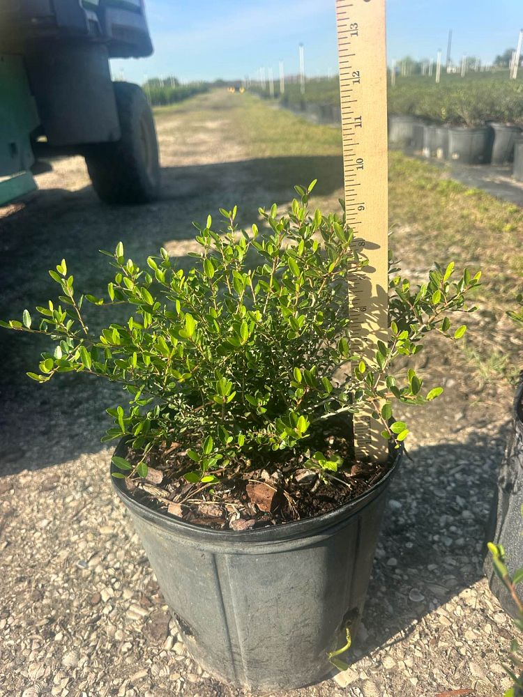 ilex-vomitoria-schillings-yaupon-holly-ilex-vomitoria-stokes-dwarf