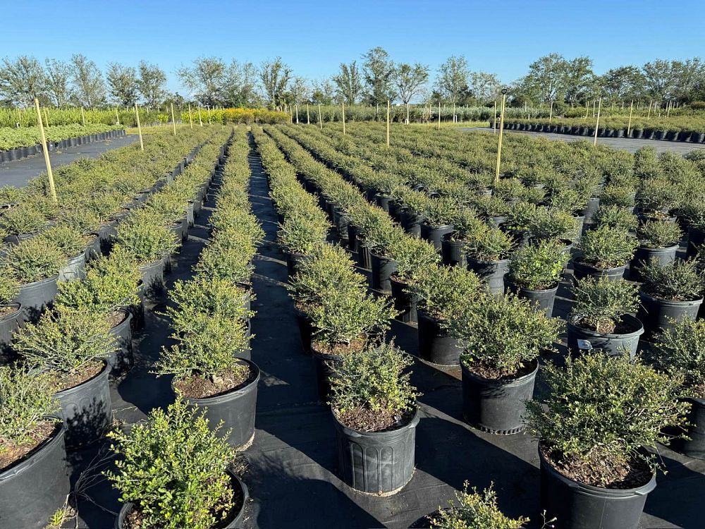 ilex-vomitoria-schillings-yaupon-holly-ilex-vomitoria-stokes-dwarf