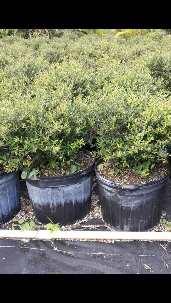 ilex-vomitoria-schillings-yaupon-holly-ilex-vomitoria-stokes-dwarf
