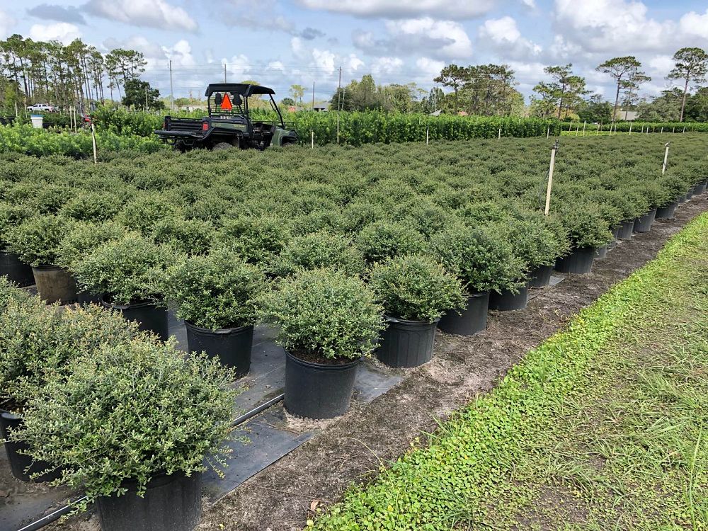 ilex-vomitoria-schillings-yaupon-holly-ilex-vomitoria-stokes-dwarf