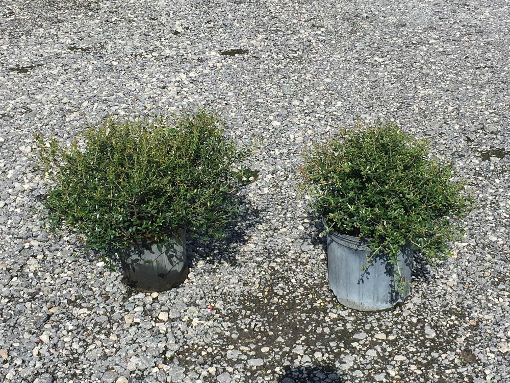 ilex-vomitoria-schillings-yaupon-holly-ilex-vomitoria-stokes-dwarf