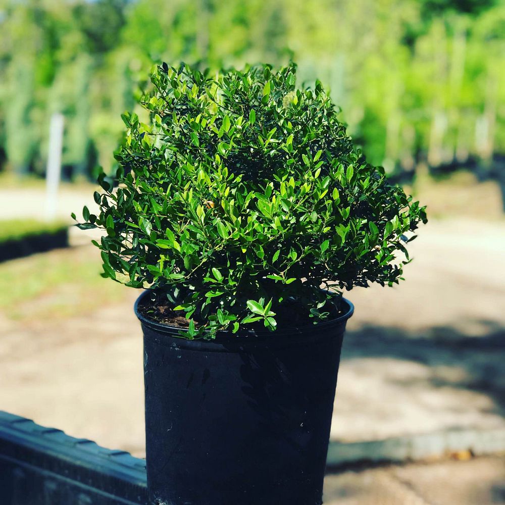 ilex-vomitoria-schillings-yaupon-holly-ilex-vomitoria-stokes-dwarf