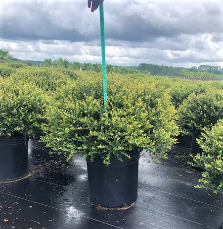 ilex-vomitoria-schillings-yaupon-holly-ilex-vomitoria-stokes-dwarf