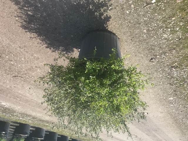 ilex-vomitoria-schillings-yaupon-holly-ilex-vomitoria-stokes-dwarf