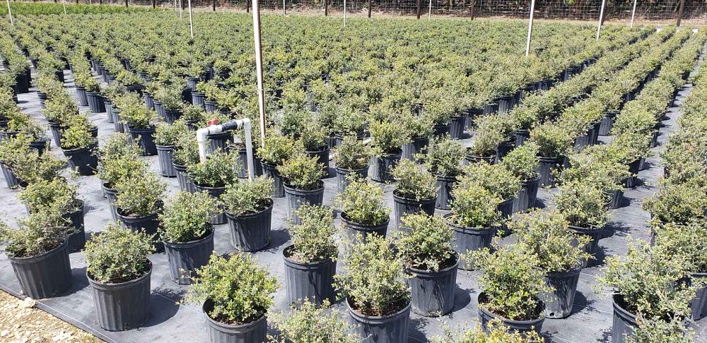 ilex-vomitoria-schillings-yaupon-holly-ilex-vomitoria-stokes-dwarf