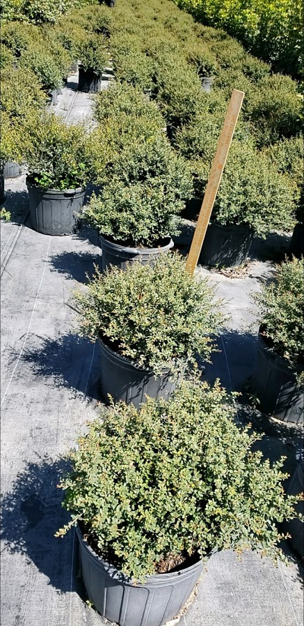 ilex-vomitoria-schillings-yaupon-holly-ilex-vomitoria-stokes-dwarf