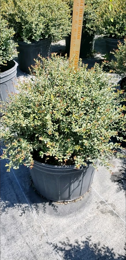 ilex-vomitoria-schillings-yaupon-holly-ilex-vomitoria-stokes-dwarf