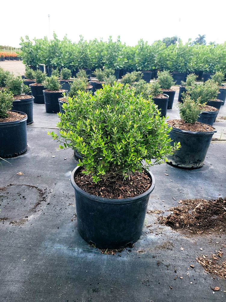 ilex-vomitoria-schillings-yaupon-holly-ilex-vomitoria-stokes-dwarf
