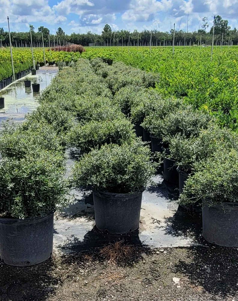 ilex-vomitoria-schillings-yaupon-holly-ilex-vomitoria-stokes-dwarf