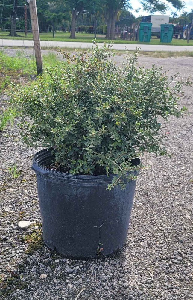 ilex-vomitoria-schillings-yaupon-holly-ilex-vomitoria-stokes-dwarf