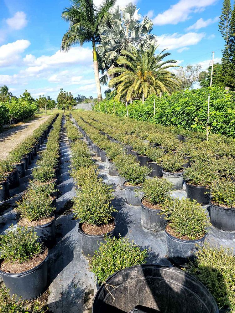 ilex-vomitoria-schillings-yaupon-holly-ilex-vomitoria-stokes-dwarf