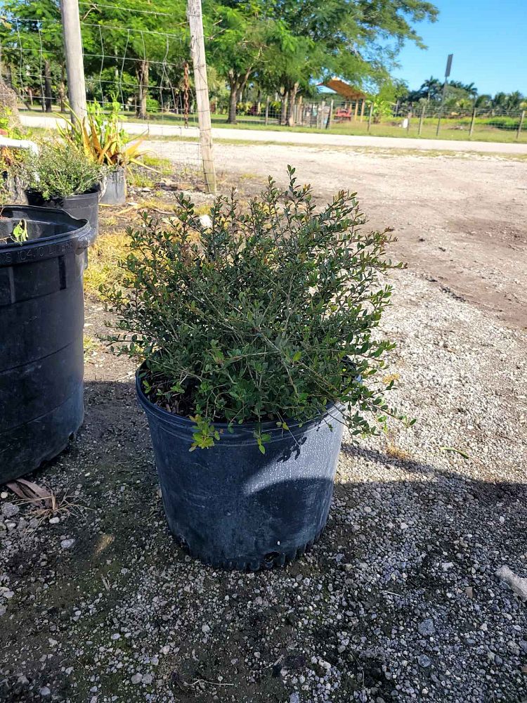 ilex-vomitoria-schillings-yaupon-holly-ilex-vomitoria-stokes-dwarf