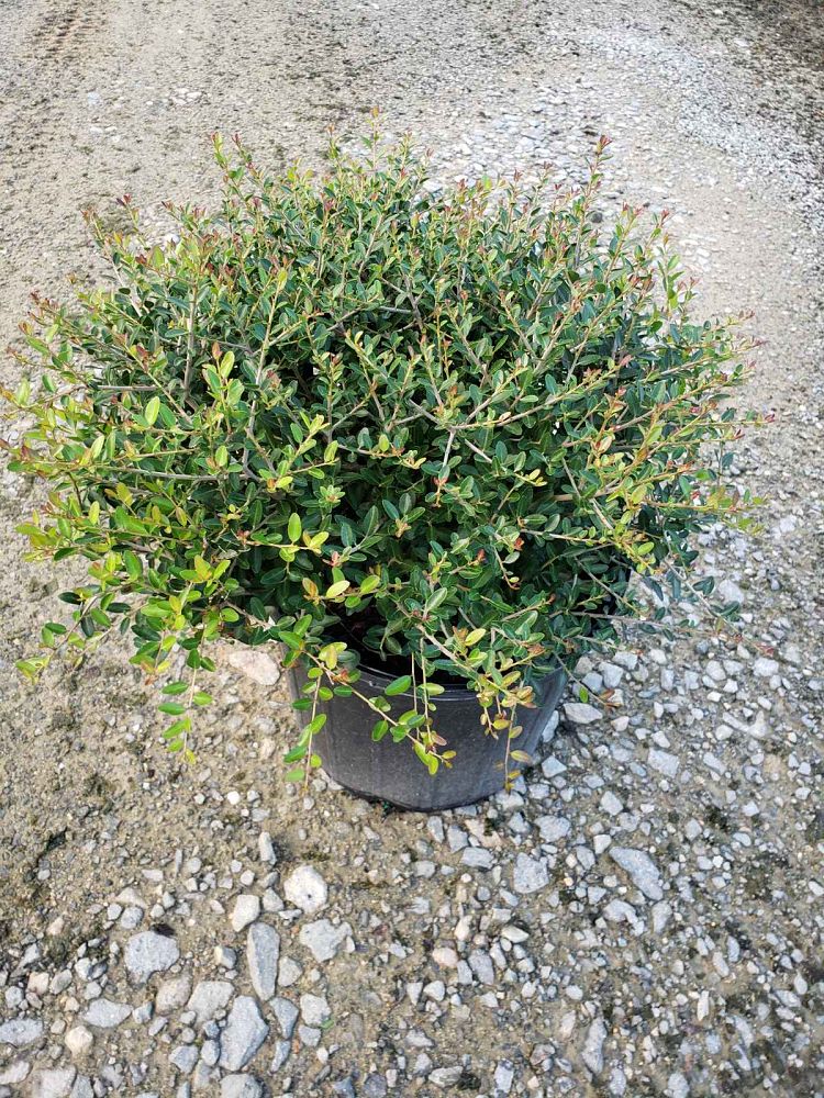 ilex-vomitoria-schillings-yaupon-holly-ilex-vomitoria-stokes-dwarf