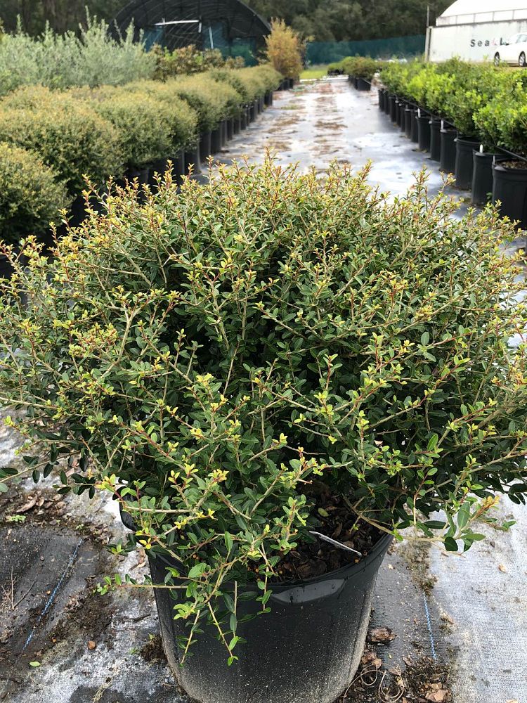 ilex-vomitoria-schillings-yaupon-holly-ilex-vomitoria-stokes-dwarf