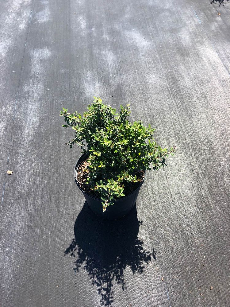 ilex-vomitoria-schillings-yaupon-holly-ilex-vomitoria-stokes-dwarf