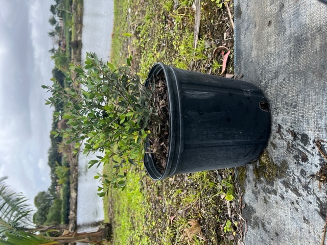 ilex-vomitoria-schillings-yaupon-holly-ilex-vomitoria-stokes-dwarf