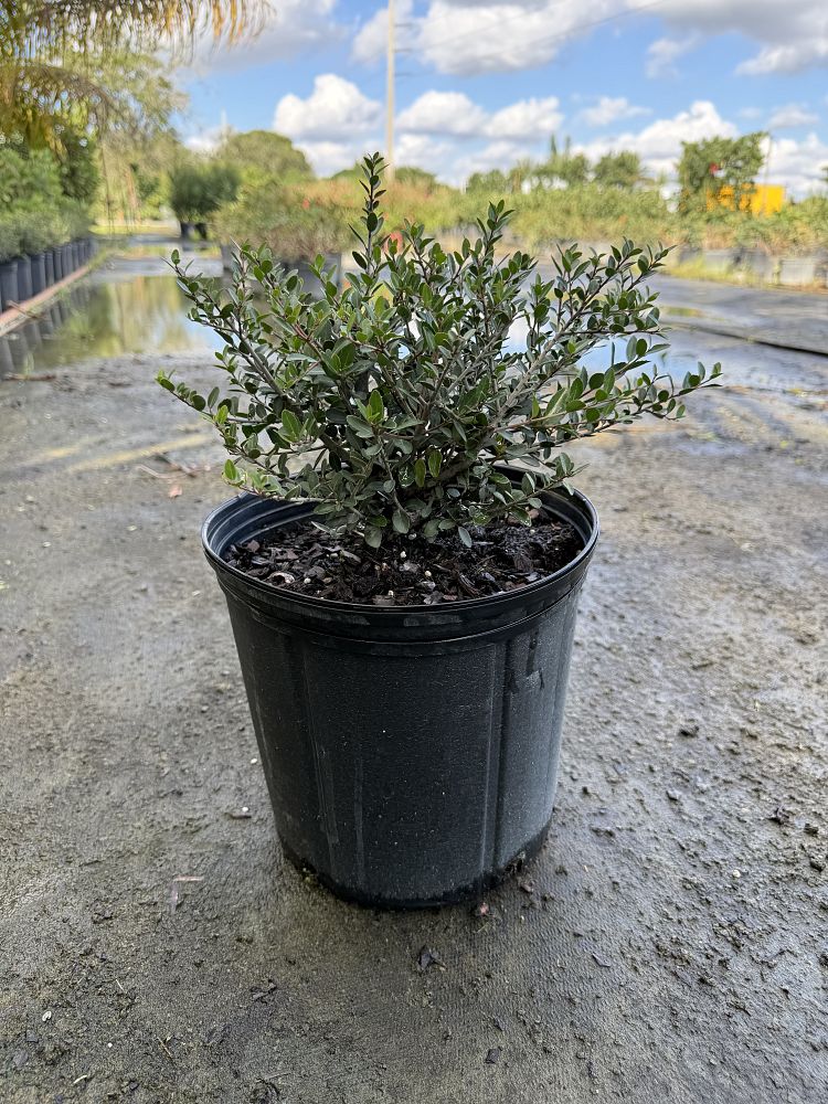 ilex-vomitoria-schillings-yaupon-holly-ilex-vomitoria-stokes-dwarf